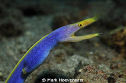 Blue Ribbon Eel by Mark Hoevenaars 